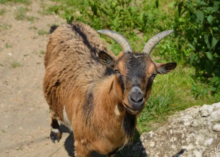 住宿加早餐酒店 巴瑞耶瑞旅馆 4*